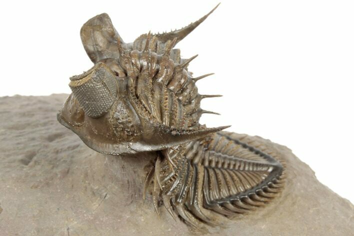 Tower Eyed Erbenochile Trilobite - Foum Zguid, Morocco #194221